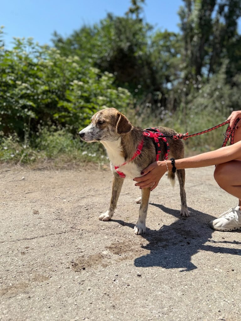 Cleo adoptieren