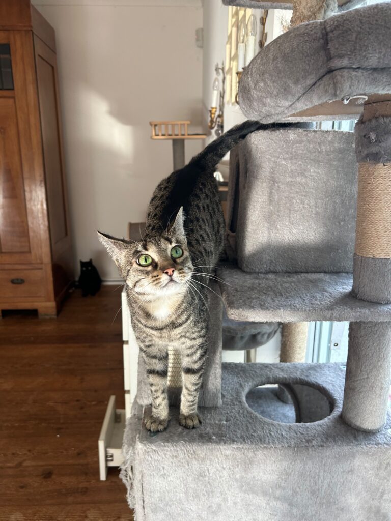 Adoptiere Katze Thea