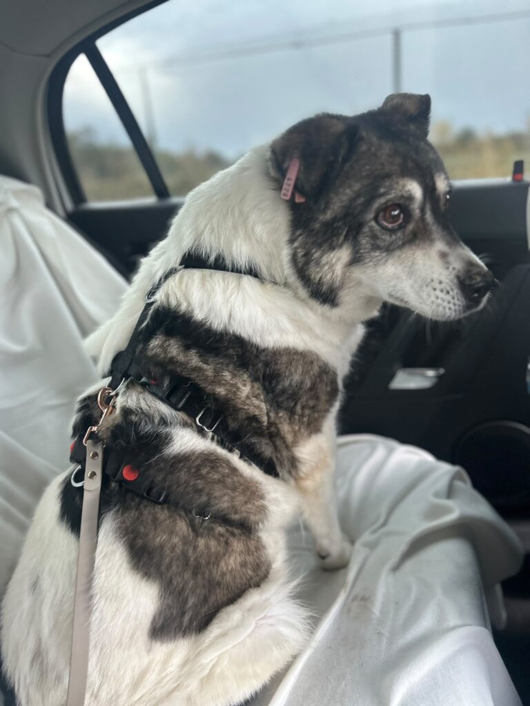 Adoptiere Momo