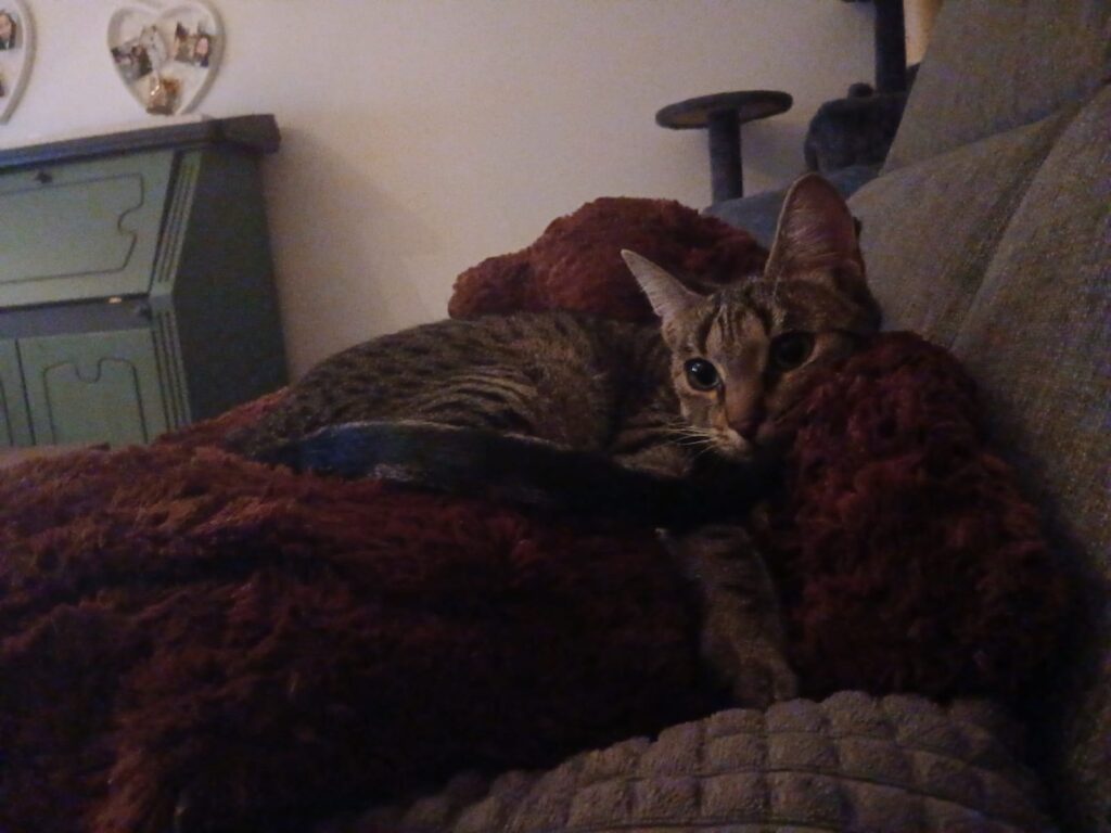 Adoptiere Katze Thea