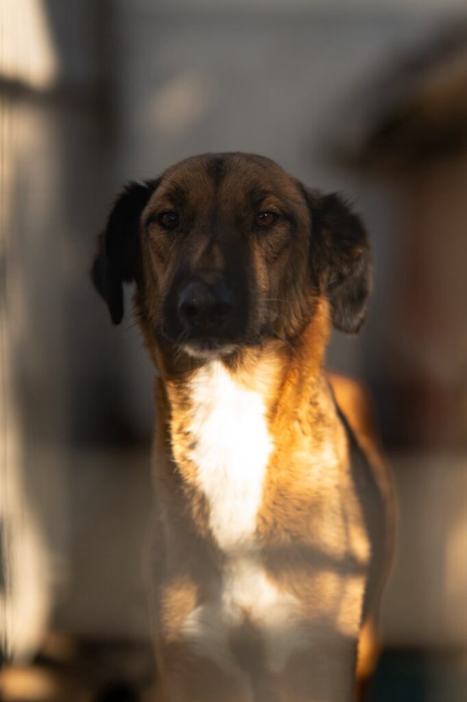 Hazel adoptieren