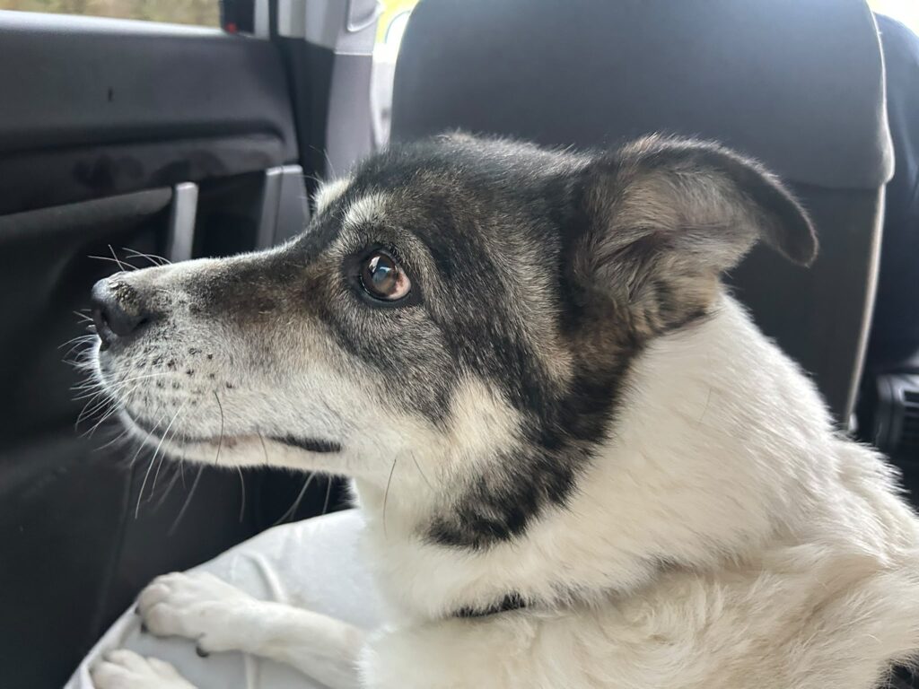 Adoptiere Momo