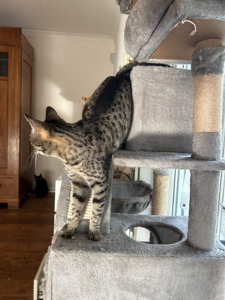 Adoptiere Katze Thea