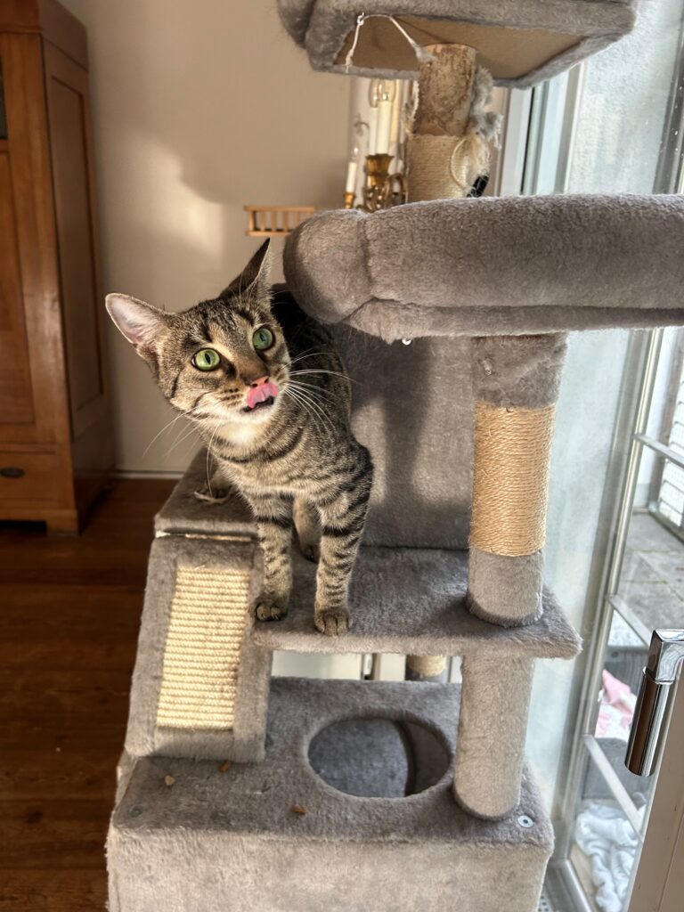 Katze Thea adoptieren