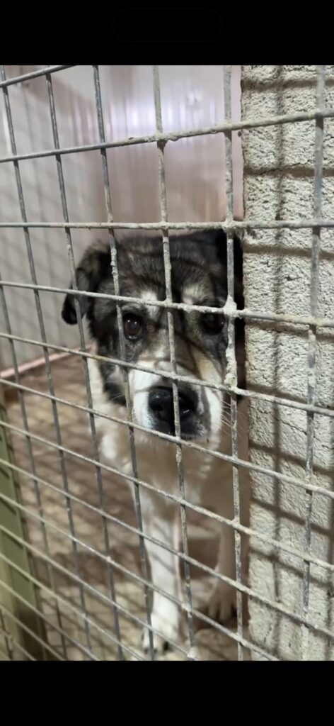 Adoptiere Momo