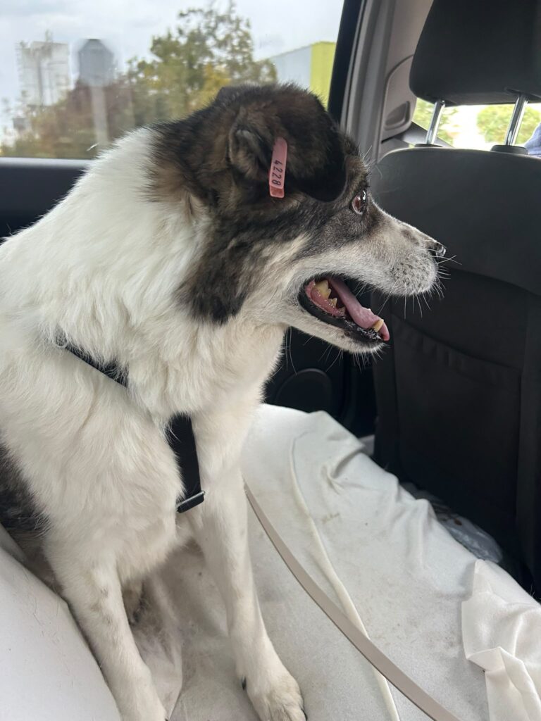 Adoptiere Momo