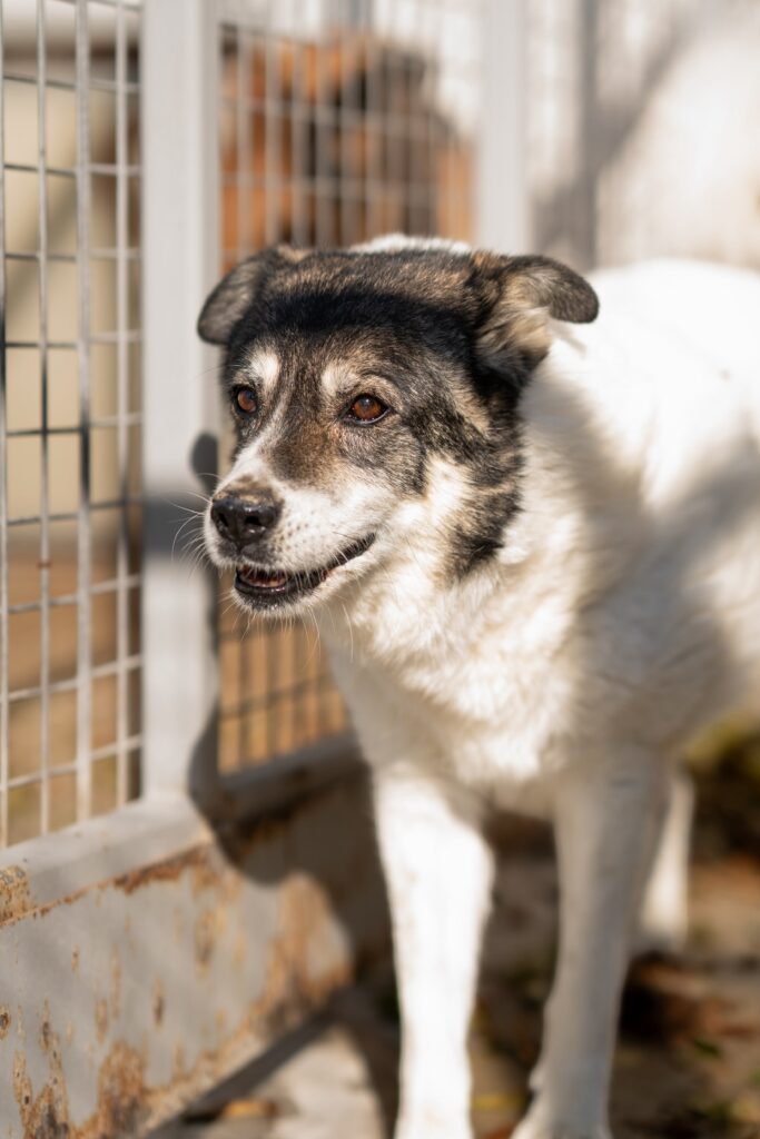 Adoptiere Momo