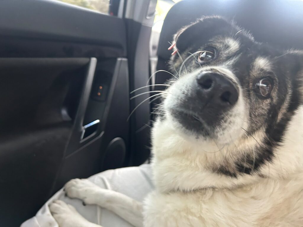 Adoptiere Momo