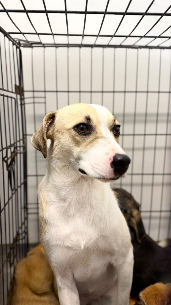Rosie adoptieren