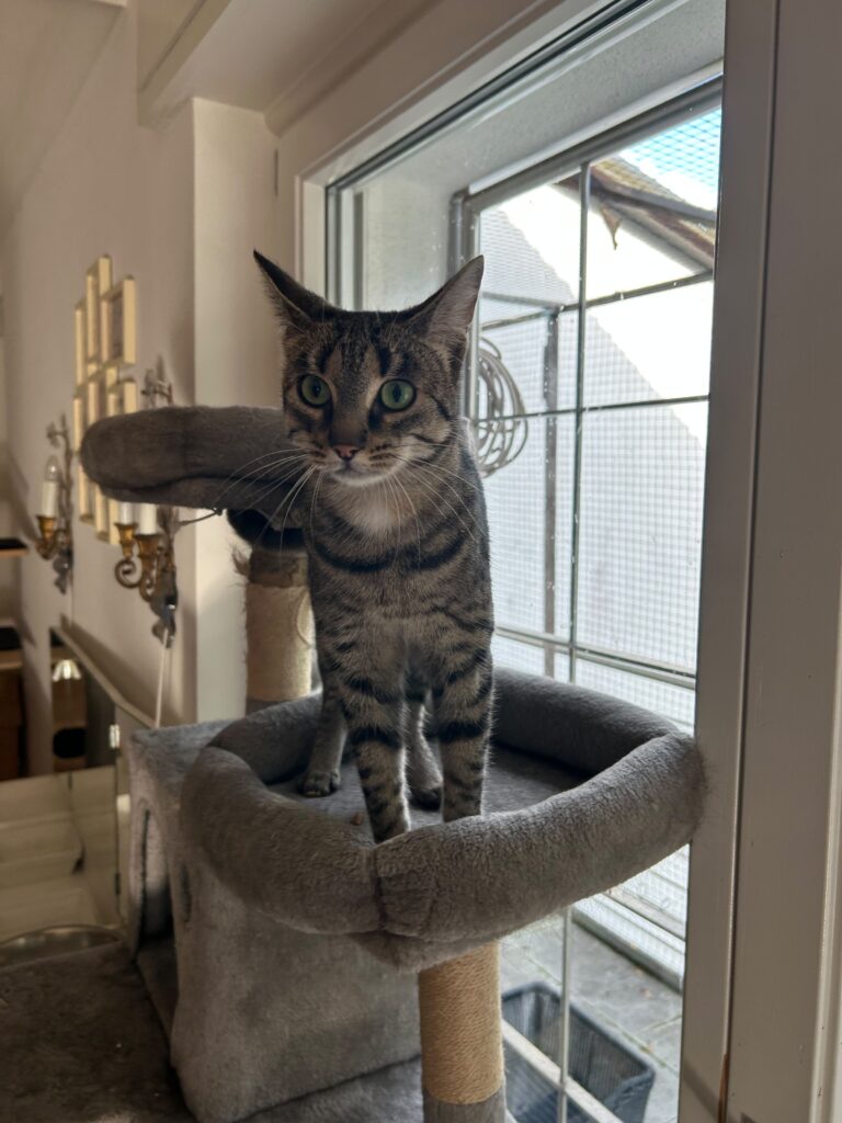 Adoptiere Katze Thea