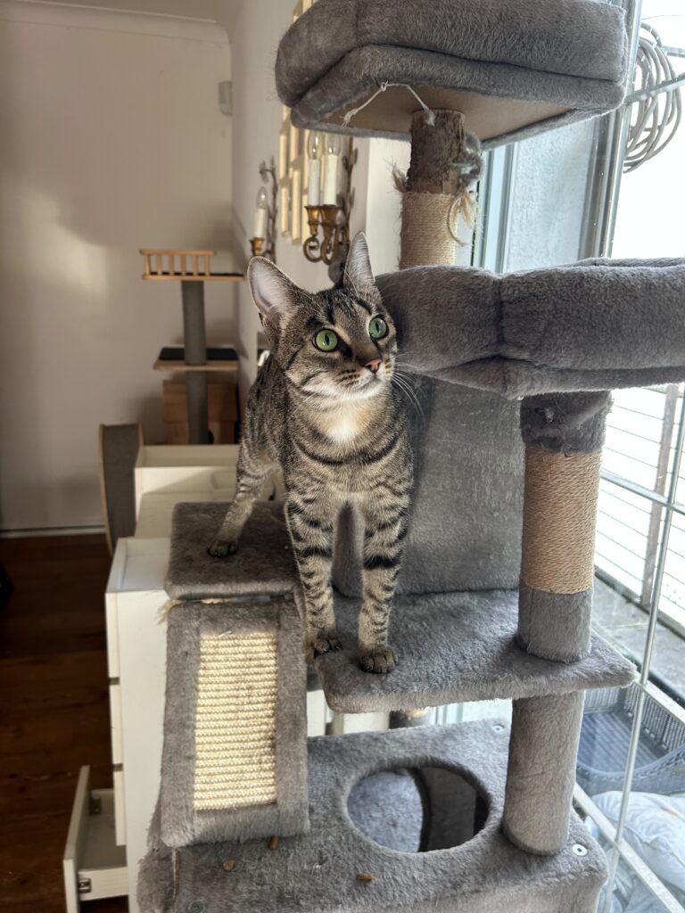 Thea-adoptieren